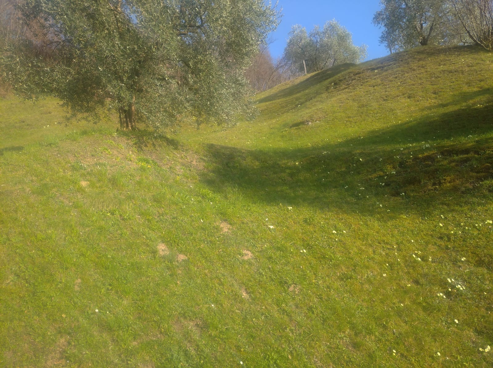 Terreno Agricolo - Sulzano